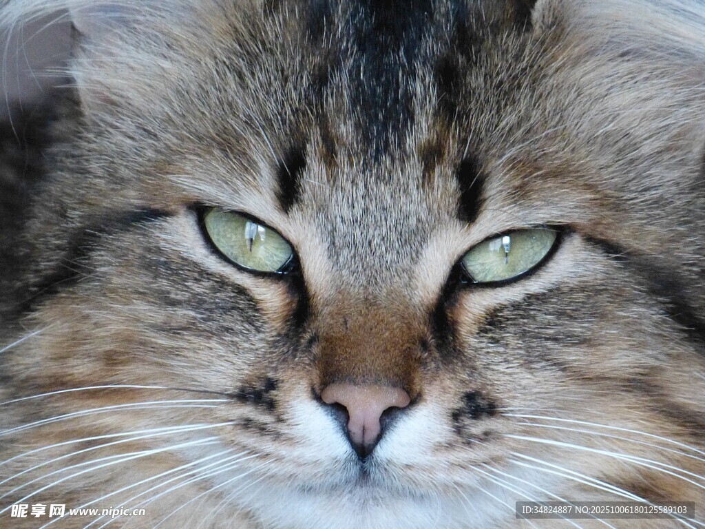绿眼长毛猫特写