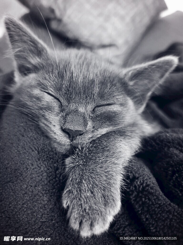 熟睡的小猫咪