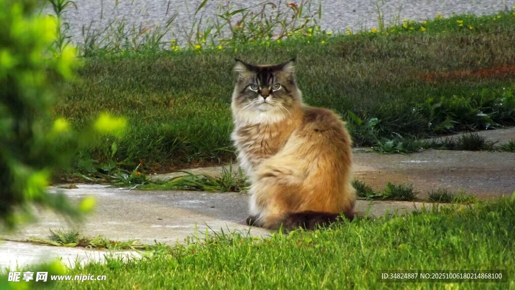 草地上的可爱猫咪