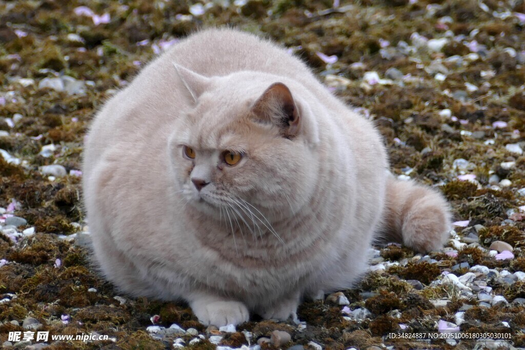 慵懒猫咪趴于草地