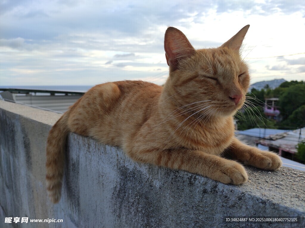 橘猫惬意趴墙头