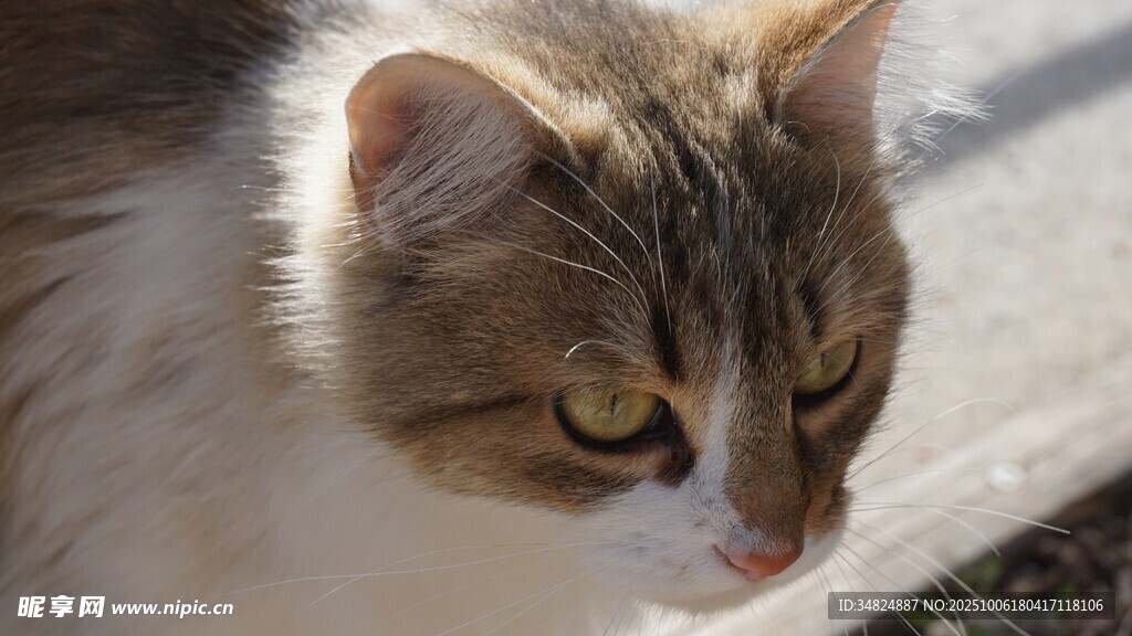 可爱猫咪特写