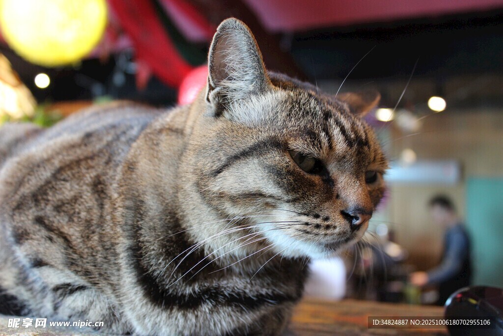 慵懒猫咪惬意休憩