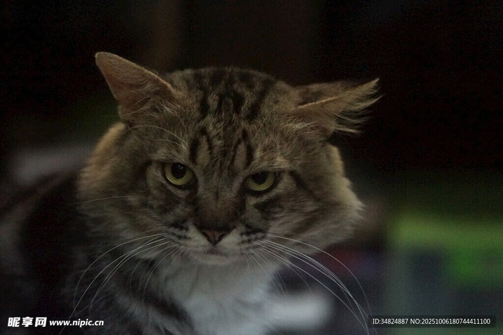 可爱狸花猫直视镜头