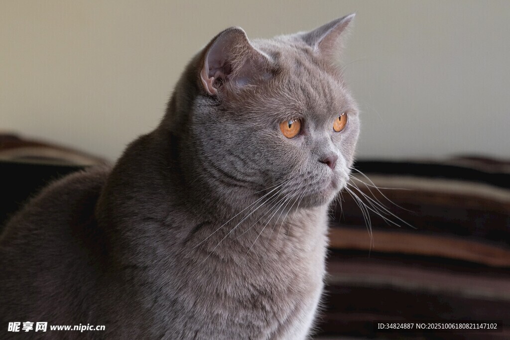 灰蓝猫咪侧头凝视瞬间