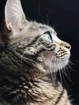 侧头凝视的斑纹猫咪