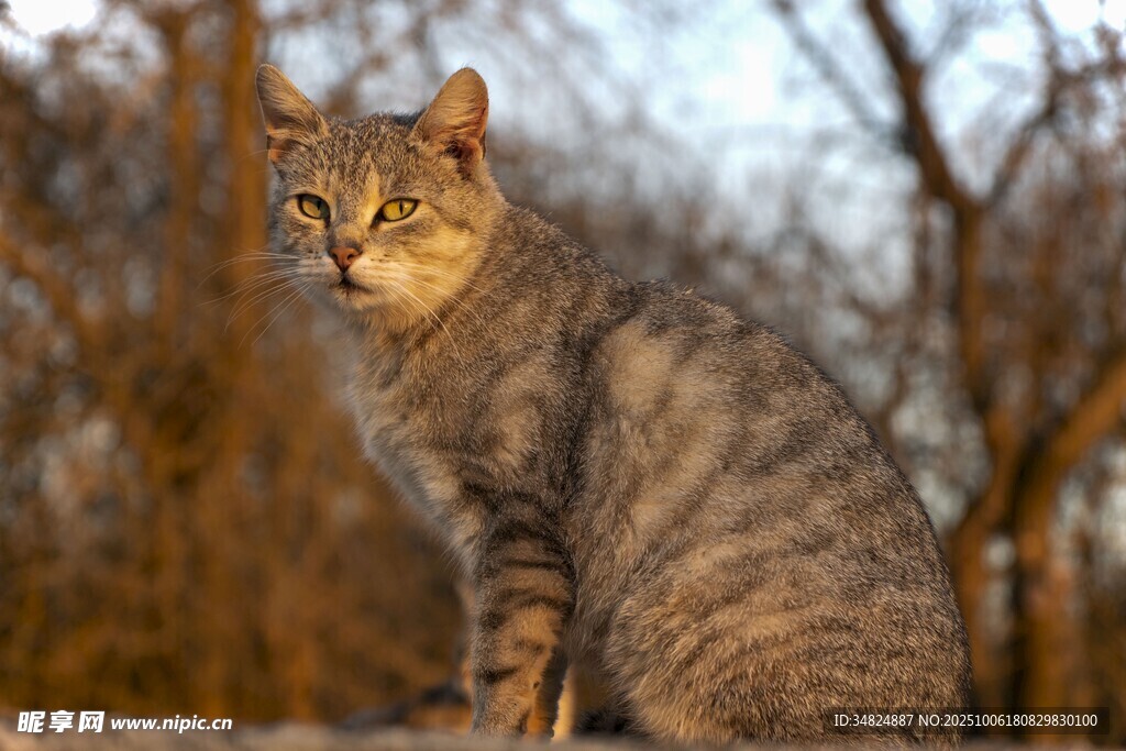 户外的虎斑猫