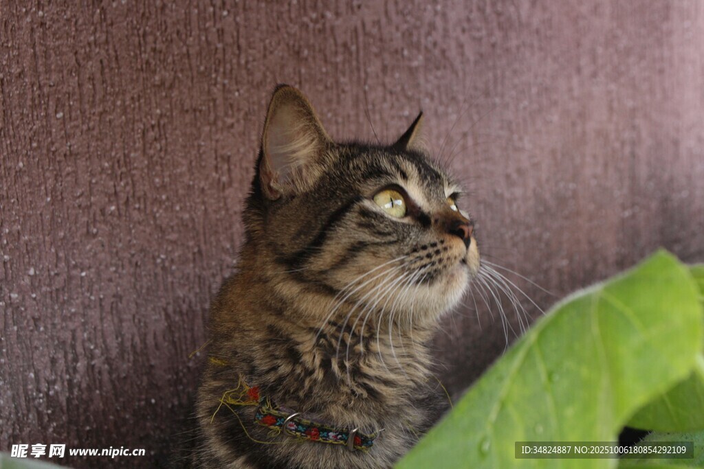 仰头猫咪与绿叶