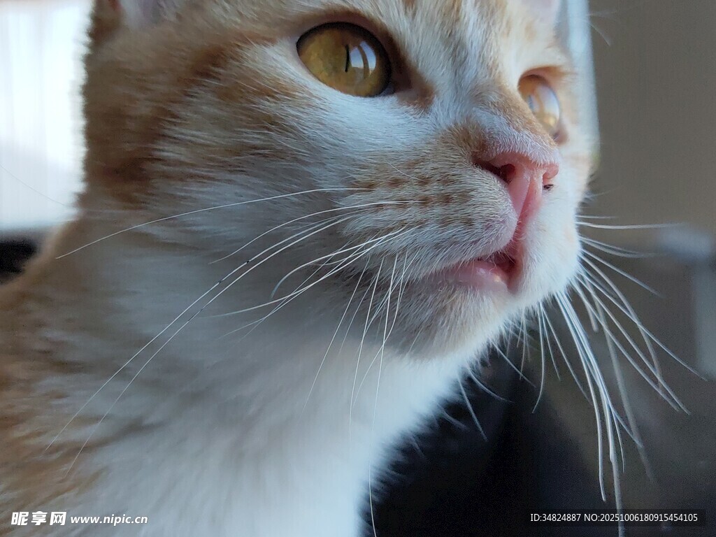 可爱猫咪特写