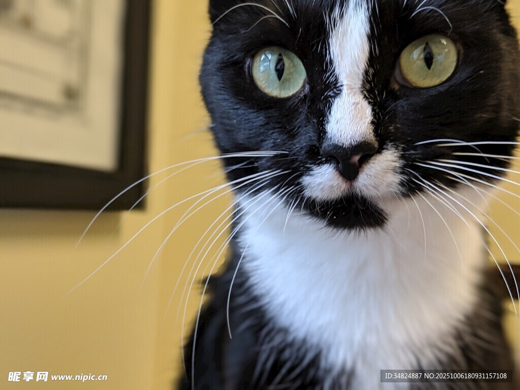 黑白花猫的可爱瞬间