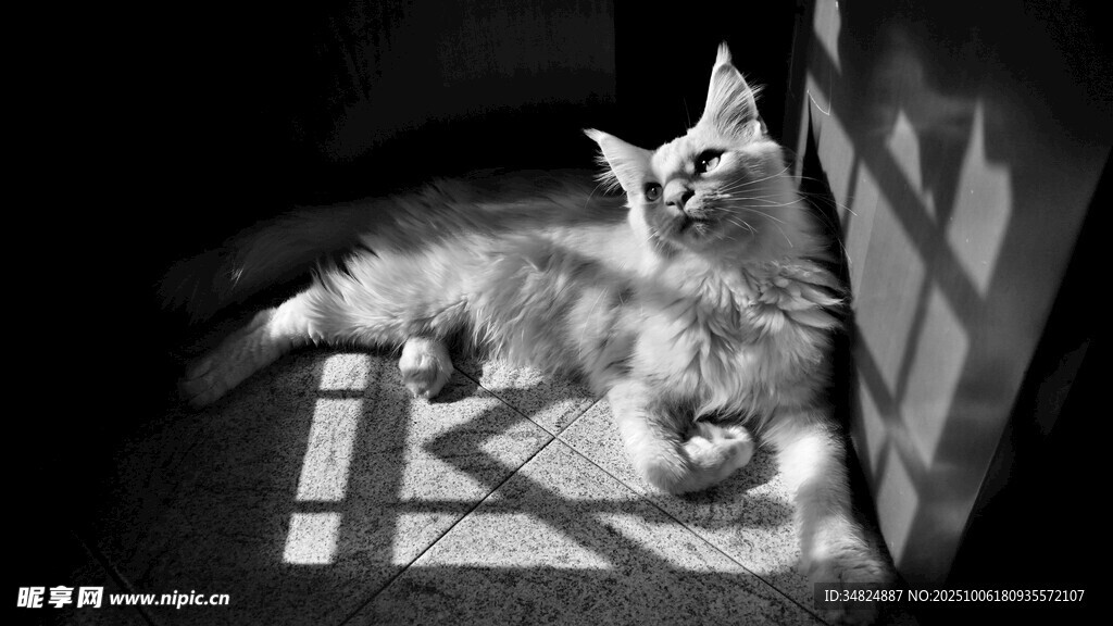 光影下慵懒的猫咪