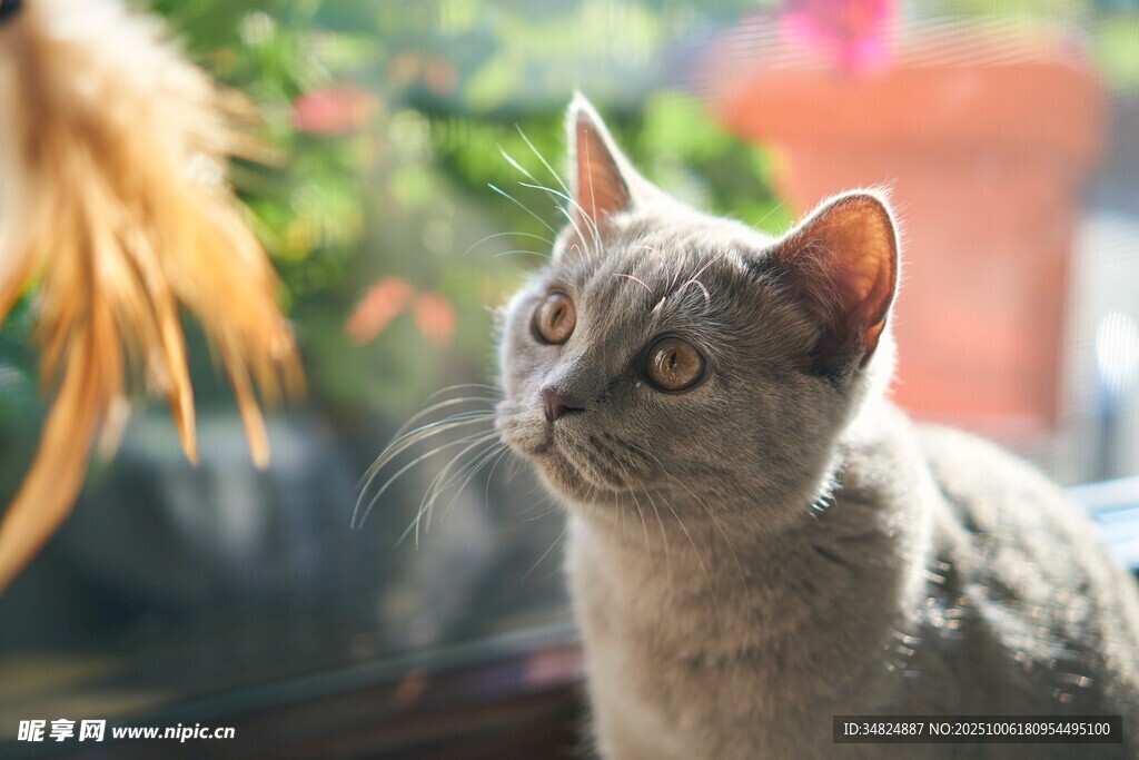 窗边可爱猫咪抬头凝望