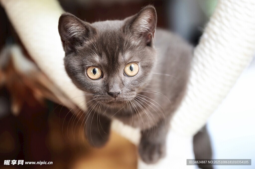 可爱小黑猫好奇张望
