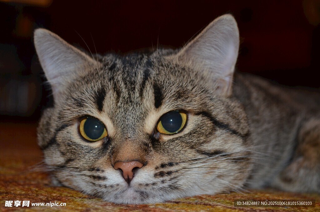 趴着的斑纹猫咪