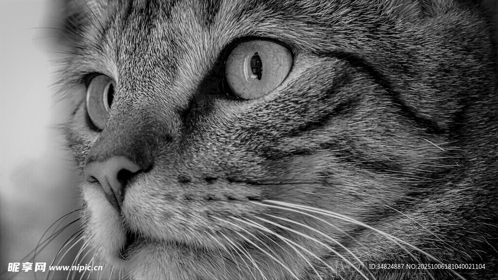 凝视的斑纹猫