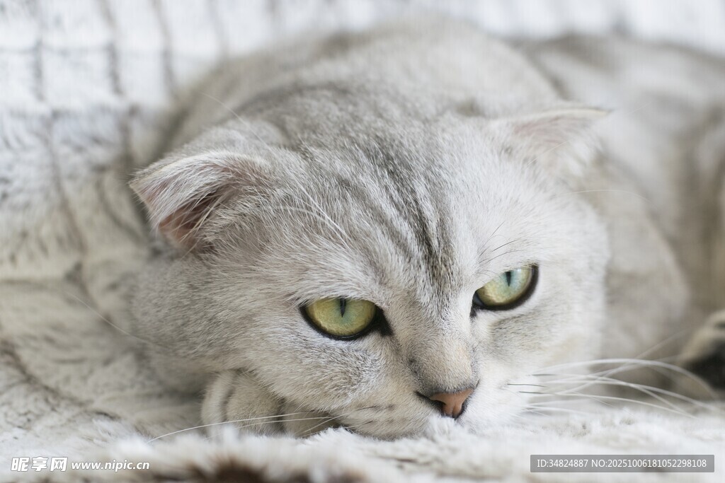 慵懒猫咪趴卧毛绒毯子上