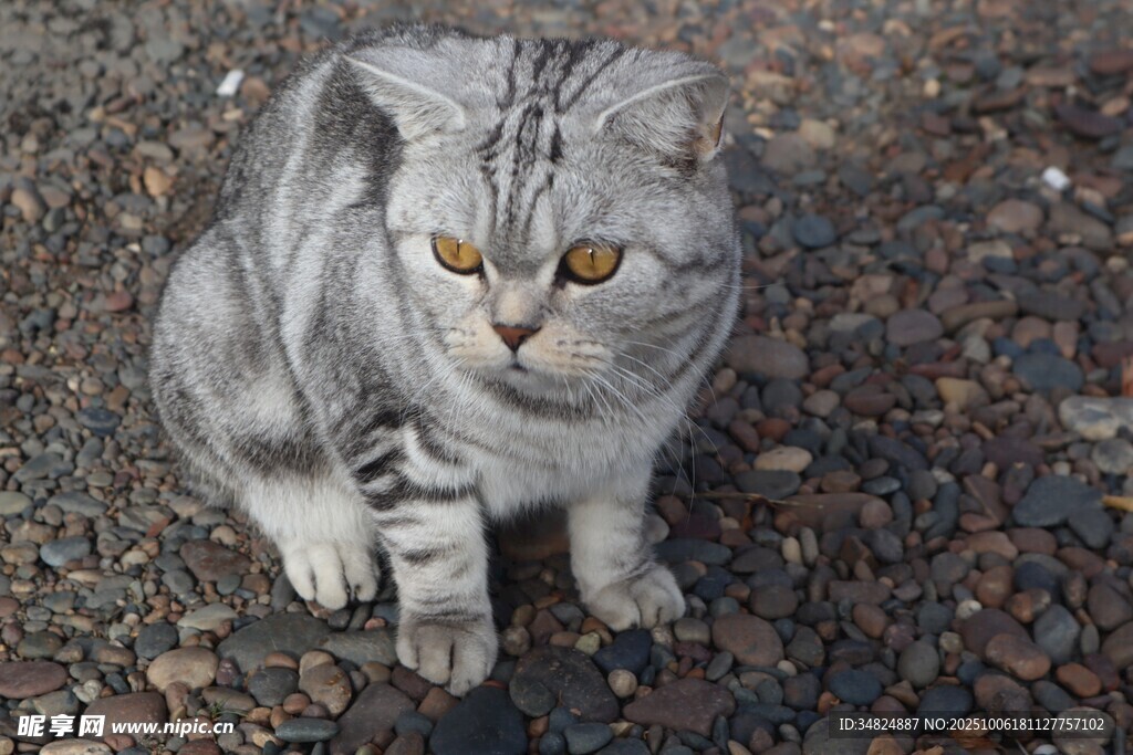 灰色猫咪蹲坐于碎石地