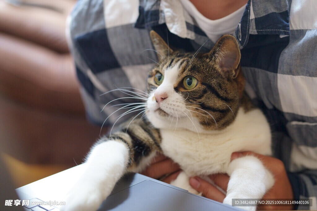 怀抱中的可爱斑纹猫咪