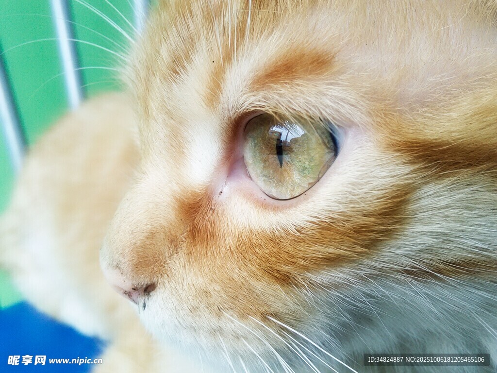 可爱猫咪的迷人眼睛特写