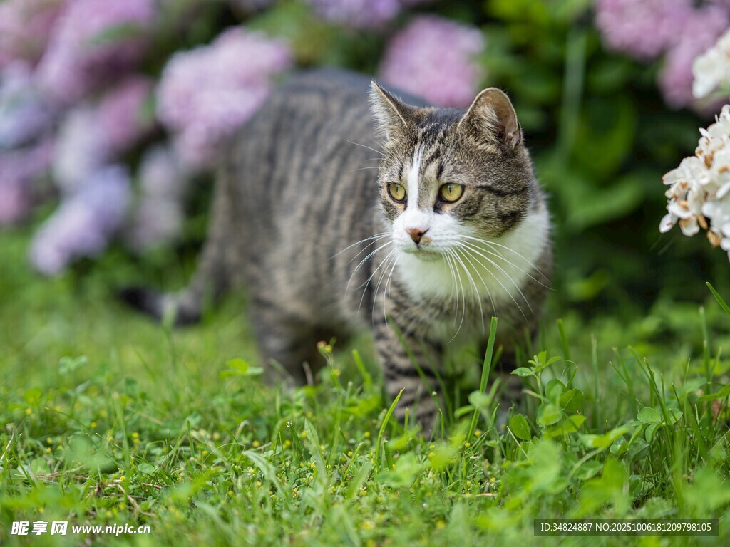 草地上的可爱猫咪
