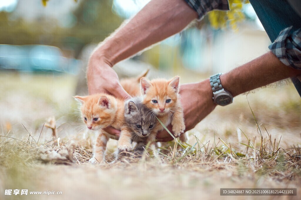 人与小猫温馨互动瞬间