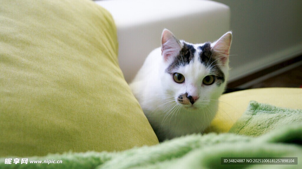 可爱猫咪躲在枕旁毛毯间