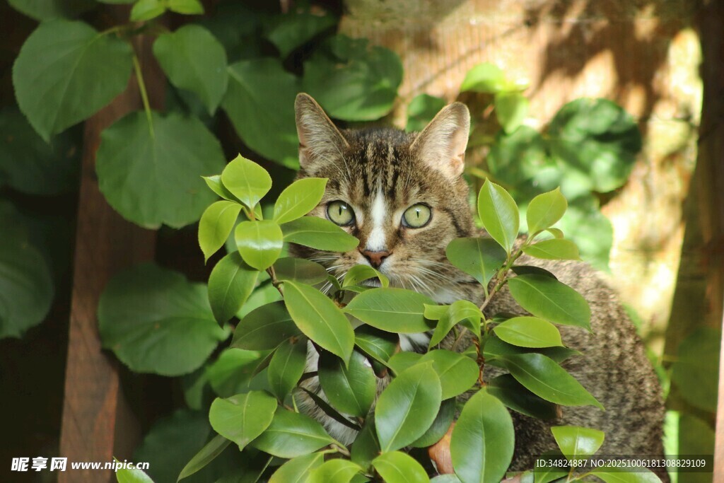 猫咪藏身绿叶间