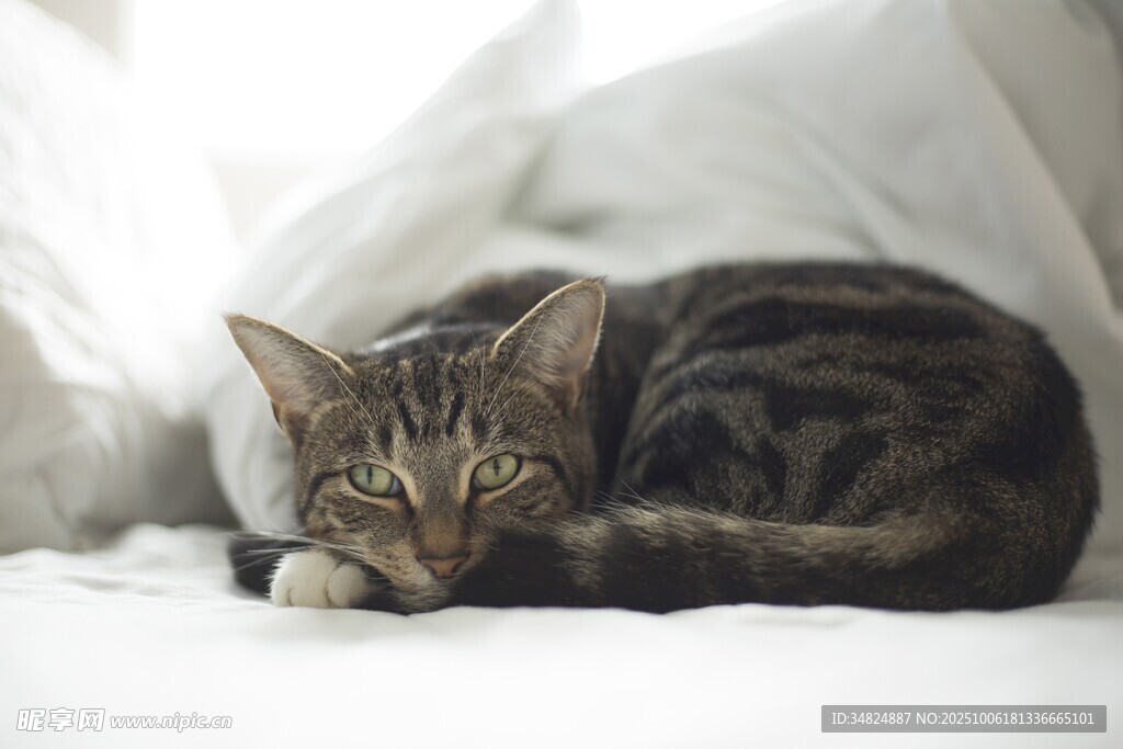 慵懒猫咪躺于柔软床铺