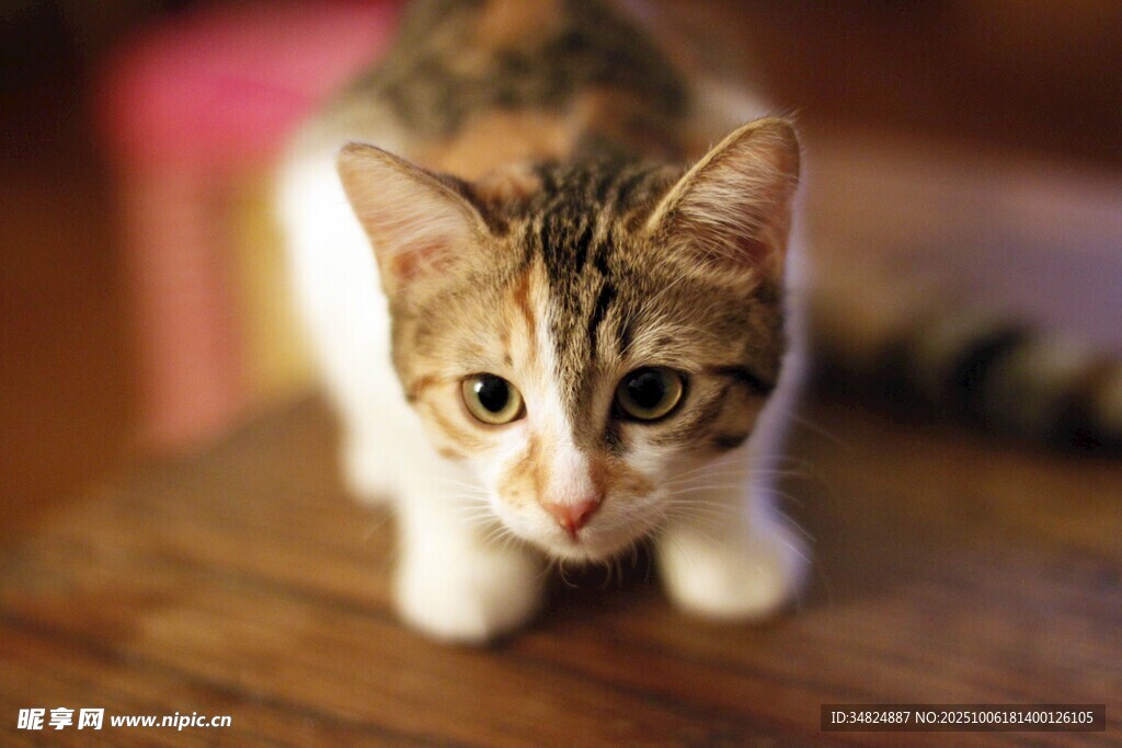 可爱三色小猫好奇凝视