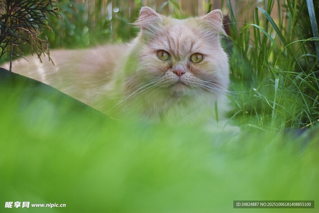 草丛中的长毛猫咪