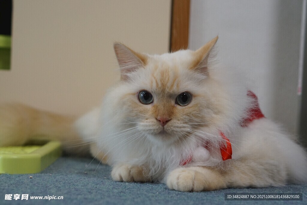 可爱布偶猫趴地卖萌