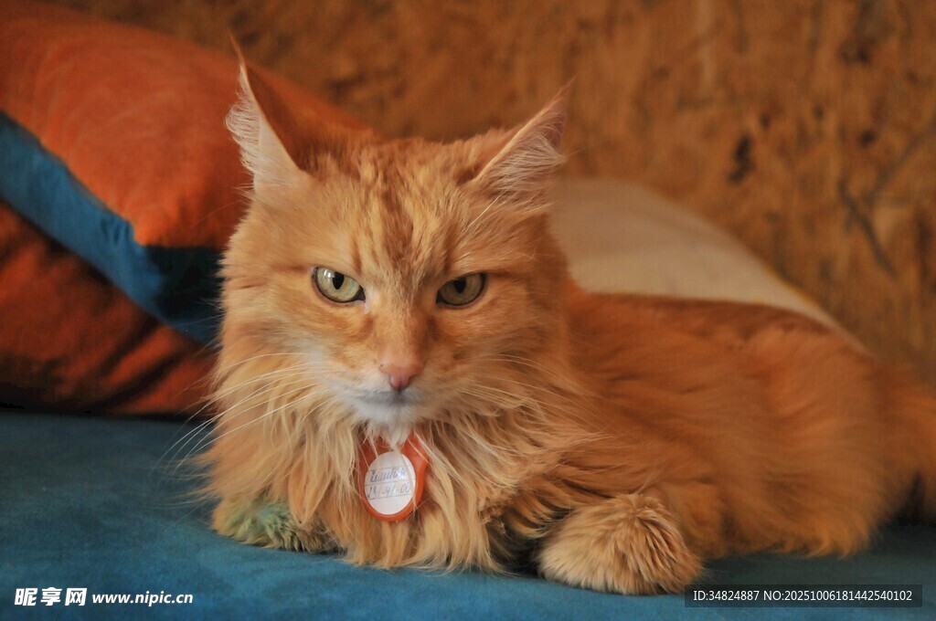 橘色长毛猫趴卧在沙发上