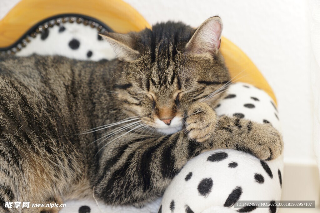 猫咪慵懒趴卧在波点枕上