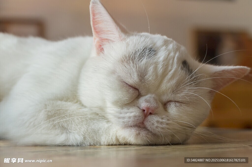 酣睡的白毛猫咪
