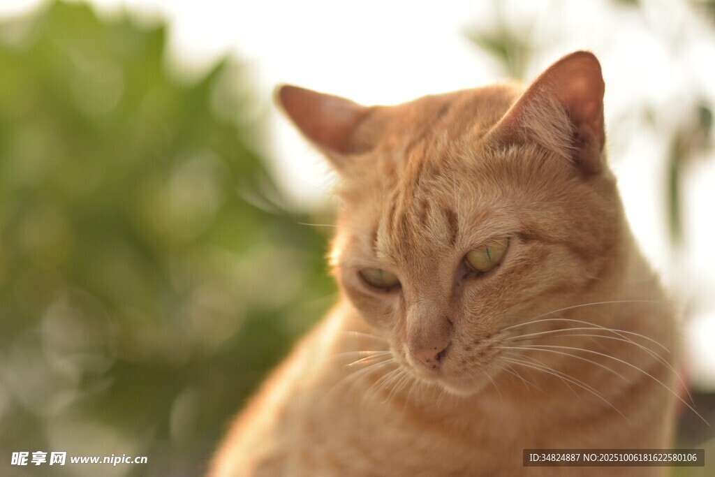 橘猫侧头凝视