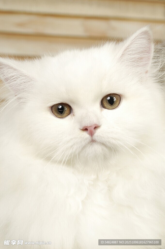纯白长毛猫的可爱瞬间