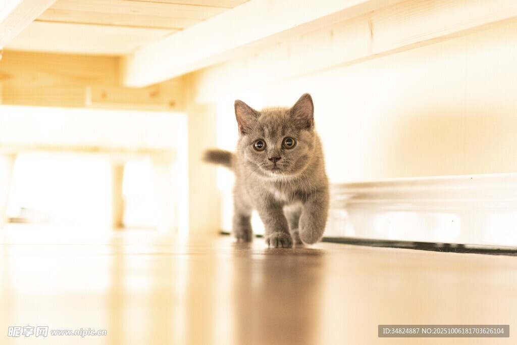 可爱小猫在室内地板行走