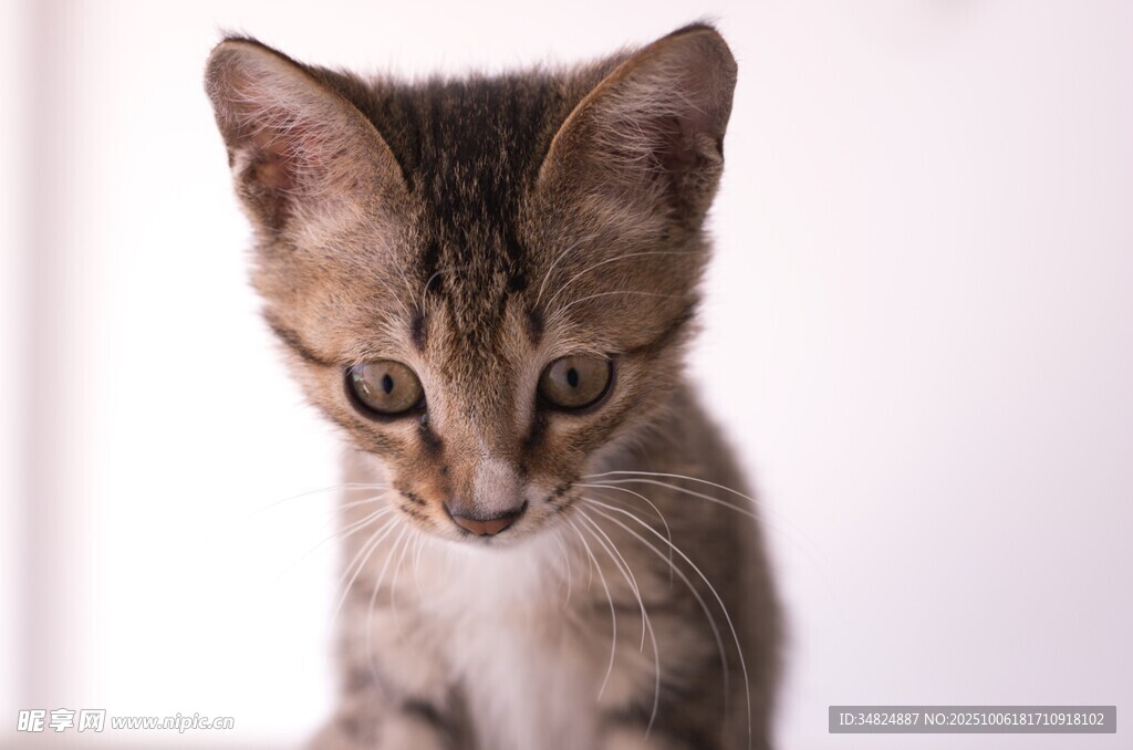 可爱小猫咪专注模样