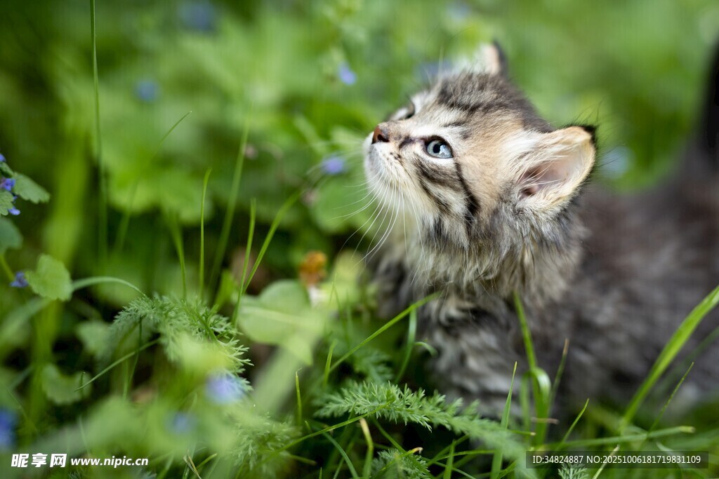 草丛中的可爱小猫咪
