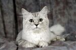 可爱长毛猫安静趴卧