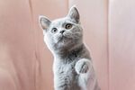 可爱灰猫站立好奇张望