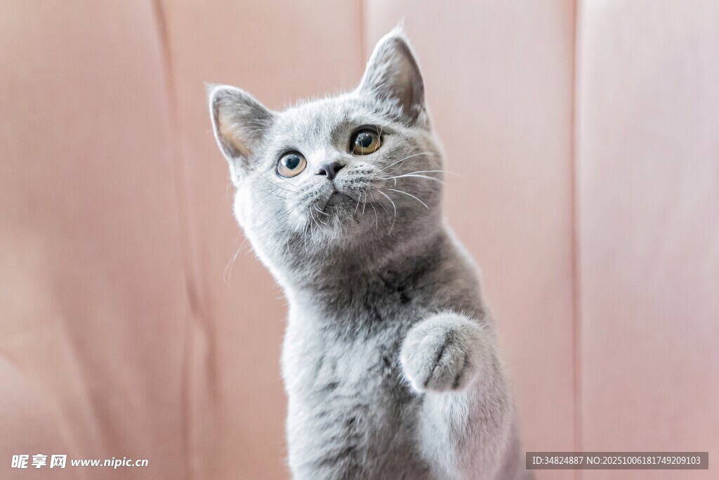 可爱灰猫站立好奇张望