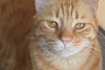 橘猫特写