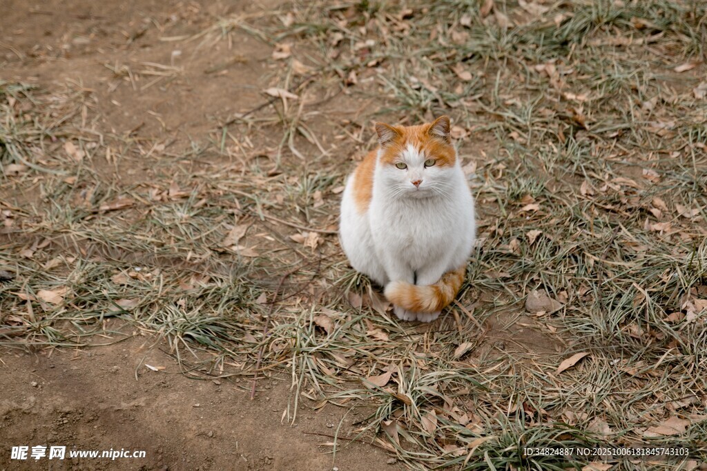 田园中的可爱猫咪