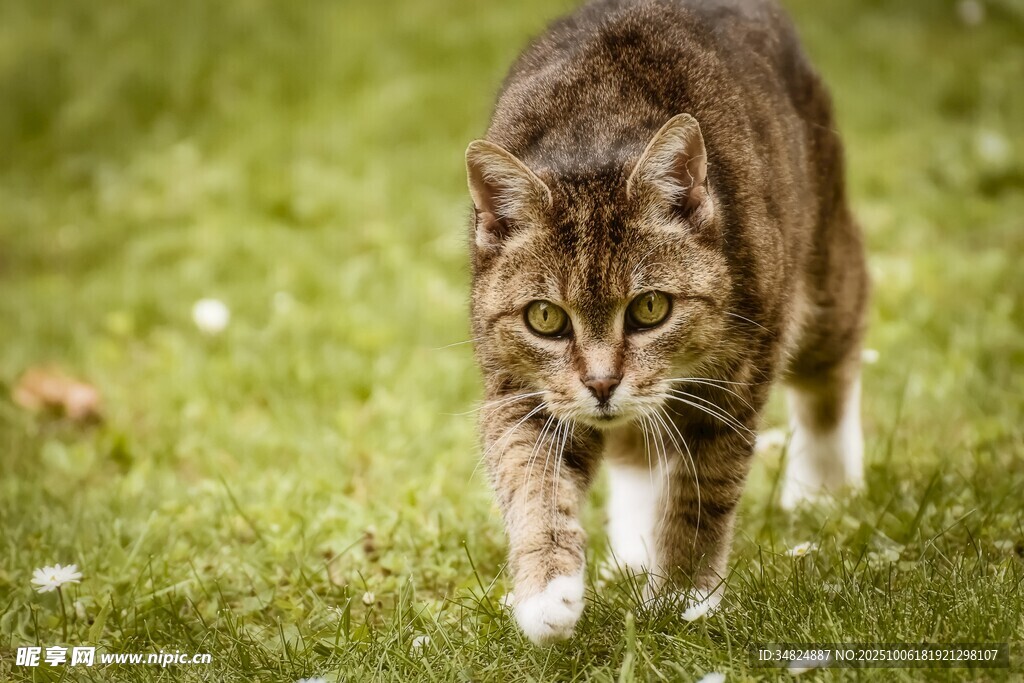 草地上行走的斑纹猫咪