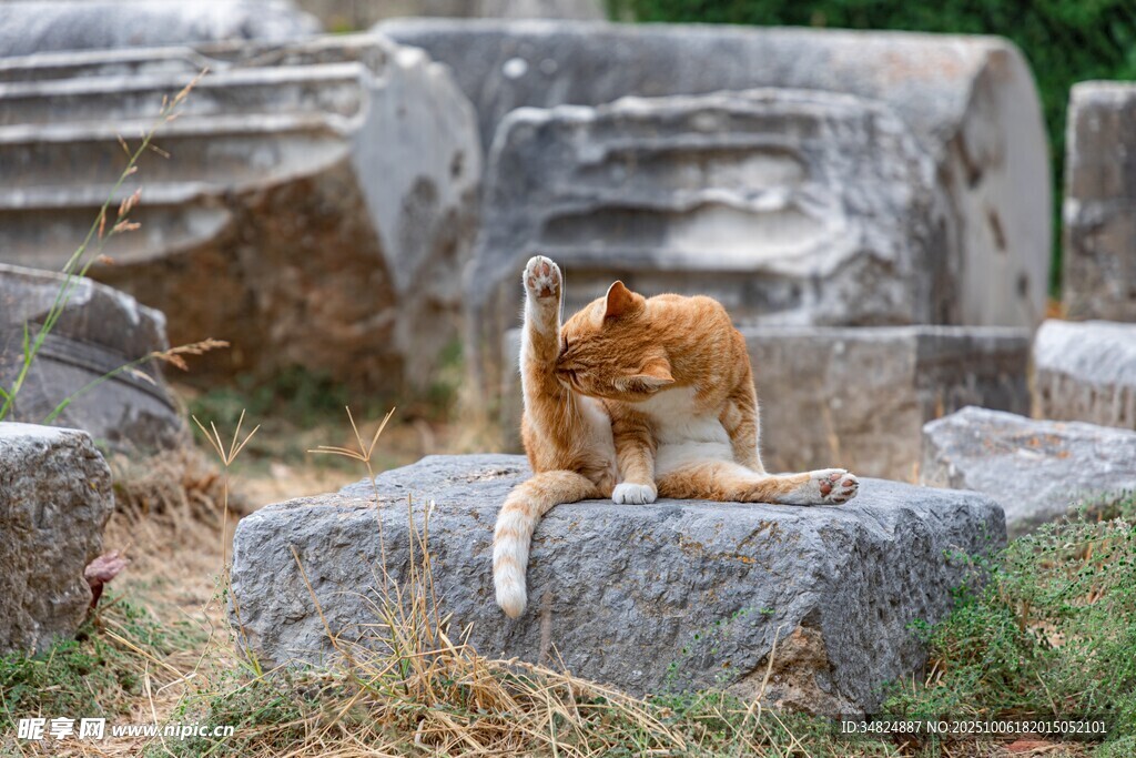 废墟上的猫咪