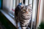 窗边的条纹猫咪