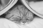 小猫惬意躲在布下安睡