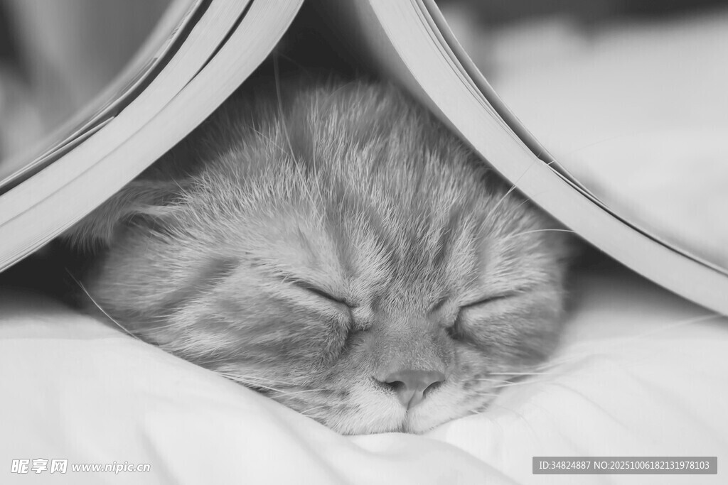 小猫惬意躲在布下安睡