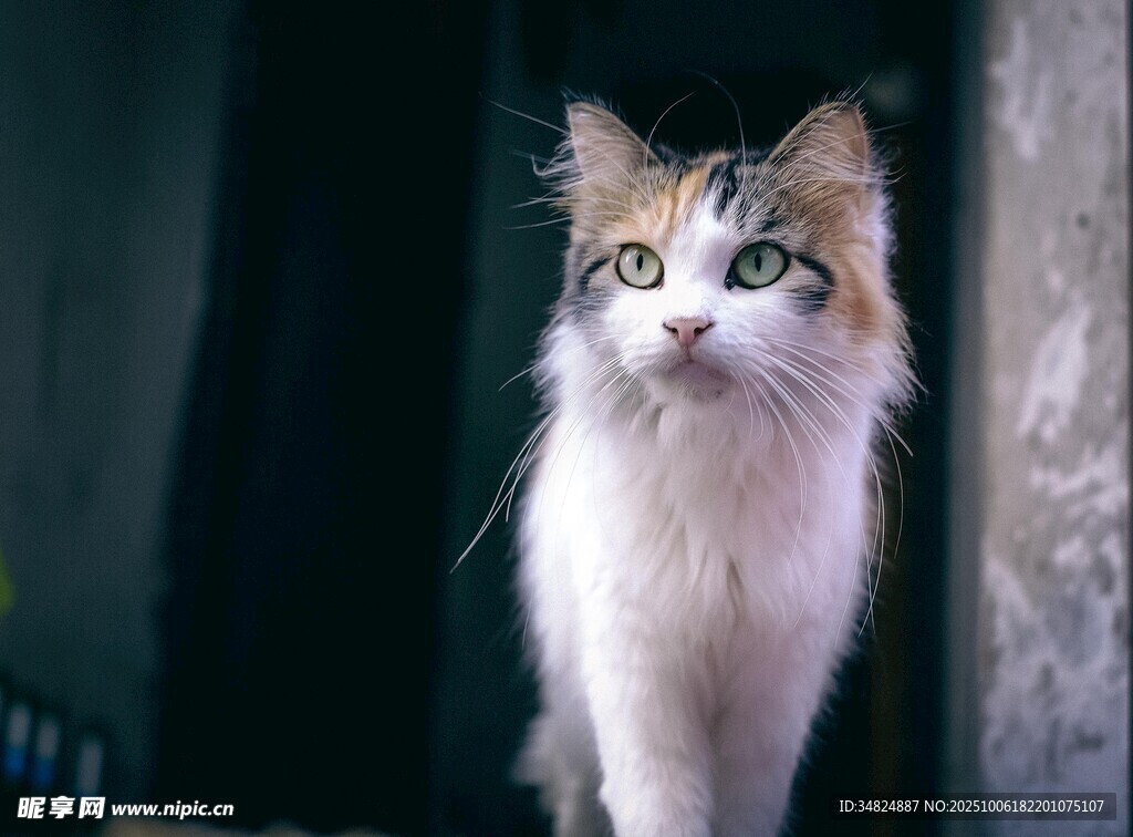 可爱长毛猫凝视镜头